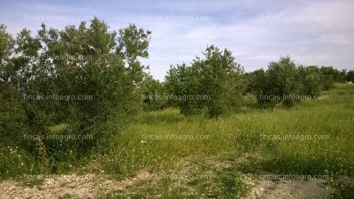 Fotos de Se vende olivar ecológico de regadío en Jaén