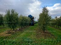 Fotos de Se vende olivar de regadío