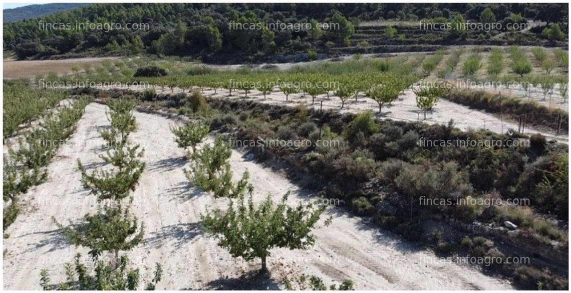 Fotos de Se vende Terreno + Proyecto de centro hípico en La Sarga (Xixona, Alicante)