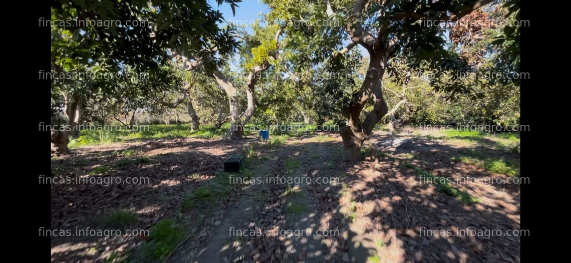 Fotos de En venta  Finca Aguacates en Motril Costa Tropical de Granada