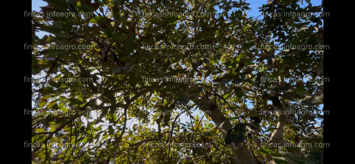 Fotos de En venta  Finca Aguacates en Motril Costa Tropical de Granada