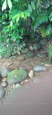 Fotos de Vendo finca Buenavista 
