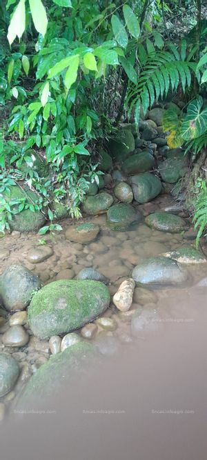 Vendo finca Buenavista 