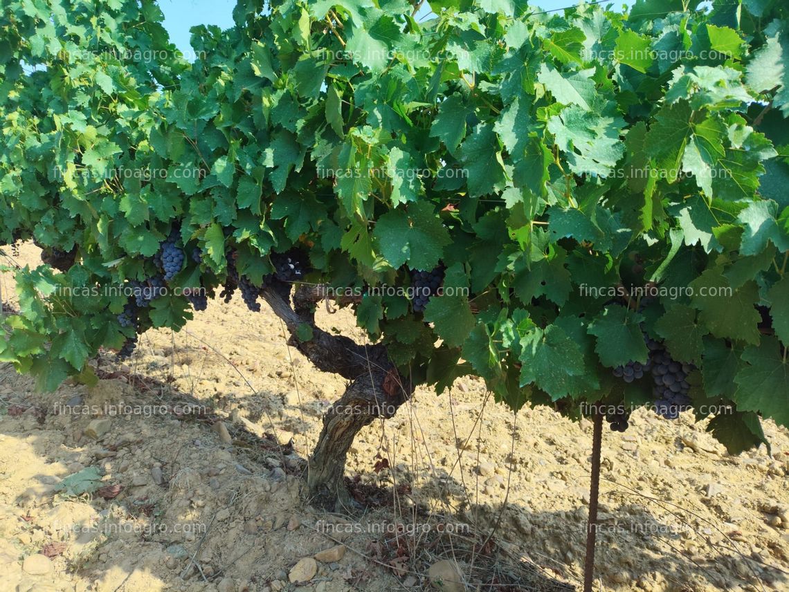 Fotos de En venta  uvas Zona El Bierzo