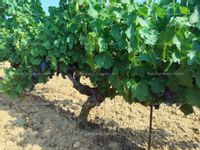 Fotos de En venta  uvas Zona El Bierzo