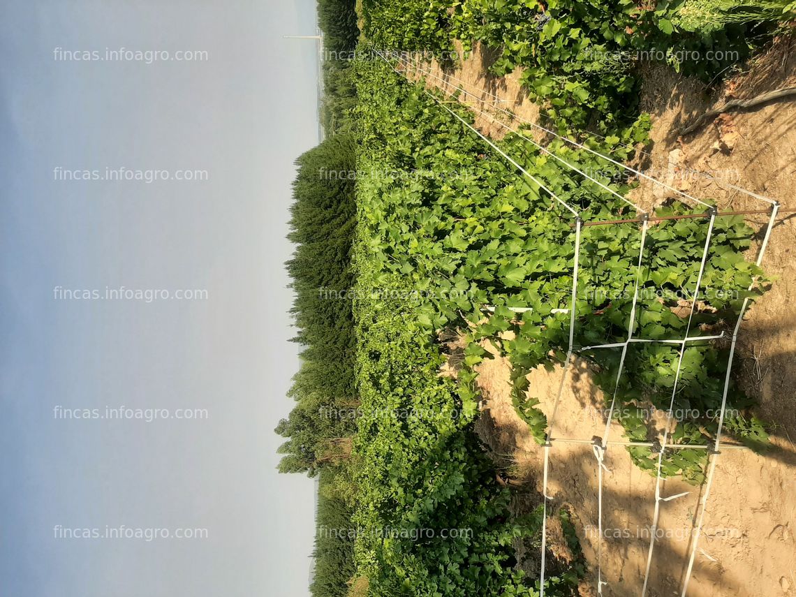 Fotos de En venta  uvas Zona El Bierzo