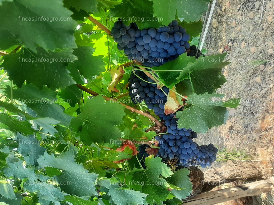 Fotos de En venta  uvas Zona El Bierzo