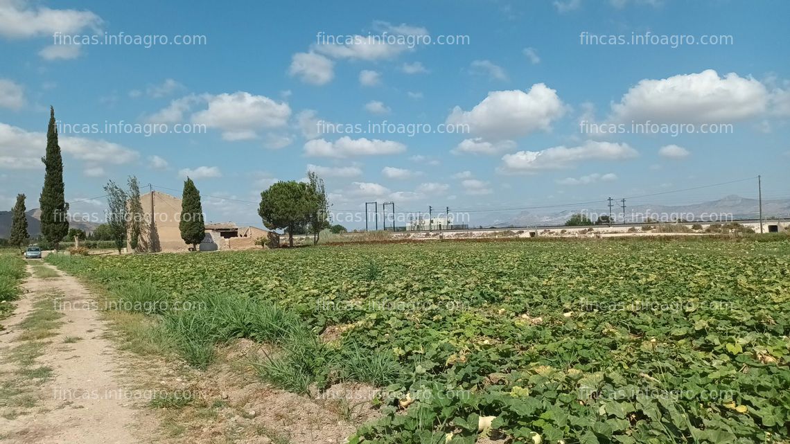 Fotos de En venta  finca rústica en Callosa de Segura de 39,5 Tahúllas (46.807 m2).