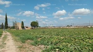 En venta  finca rústica en Callosa de Segura de 39,5 Tahúllas (46.807 m2).
