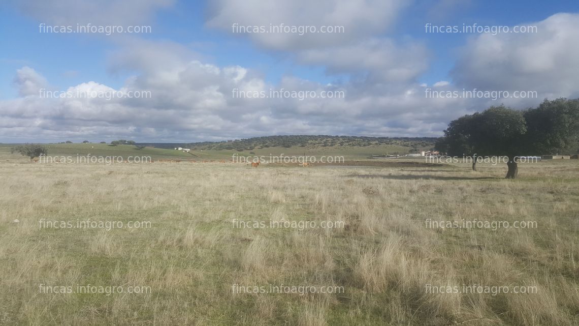 Fotos de Se vende En Campo Charro, entre Vecinos y Matilla de los Caños del río: Salamanca a 28 km, Guijuelo a 37km.   47 hectáreas.  En Finca Corbacera.